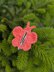 Butterfly Hair clip english-us