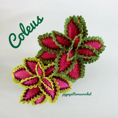 Coleus