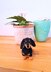 Dachshund