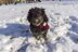 Crochet Pattern: Dog Scarf -Easy Pompom Fix