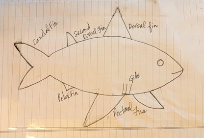 Shark