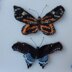 American butterflies - a showy swarm