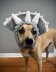 Triceratops Dog Snood