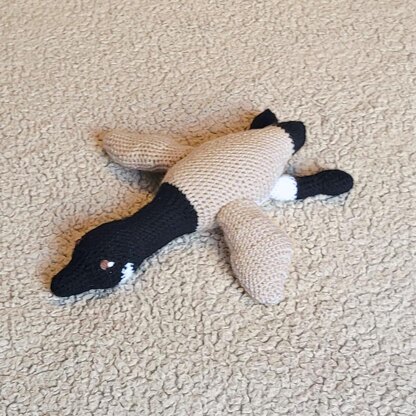 Canadian goose