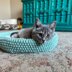 Cozy Cat Bed