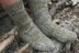 Lychgate Socks