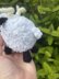 Valais Black Nose Sheep