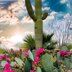 Cactus Bloom Coaster