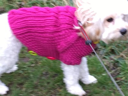 Molly’s Cabled Dog Cardigan