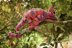 Chameleon