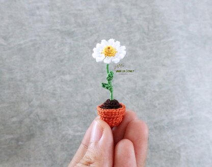 Miniature potted daisy
