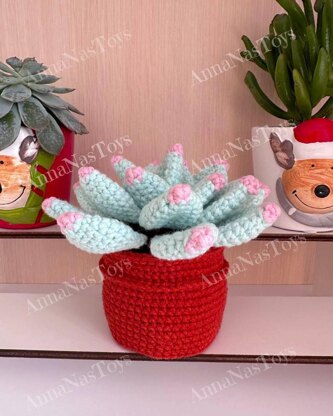 Succulent in pot - Echeveria