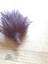 Little Echidna