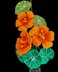 Crochet Nasturtium flowers