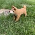 Shiba Dog (Shiba Inu ) amigurumi | 柴犬のあみぐるみ
