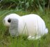 Mini Lop rabbit