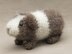 Cake the guinea pig