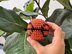 Hacky Sack Crochet Pattern: Baseball, Basketball, Rugby