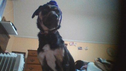 Medium size dog hat