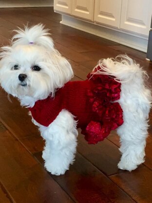 Lady in Red Doggy Dress