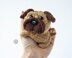 Mini Pug  knitted flat