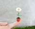 Miniature potted daisy