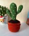 Cactus 2 in a pot
