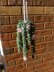 Hanging Plant with Flowers DIGITAL PATTERN