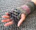 Dragon Tears Fingerless Gloves