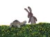 Tortoise and Hare Finger Puppets