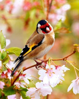 Tribute Shawl: European Goldfinch