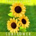 Sunflower Crochet Pattern