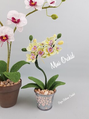 Mini Moth Orchid