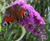 Double knitting butterfly bookscarf