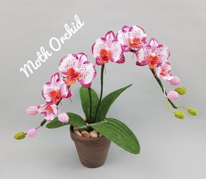 Moth Orchid