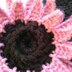 Gerbera Pink