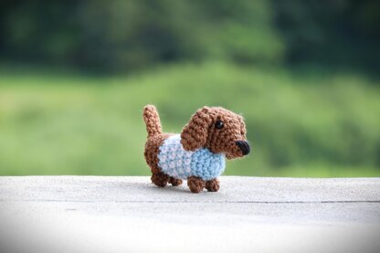 Mini Dachshund in Sweater