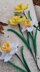 Daffodil or Narciscus flower