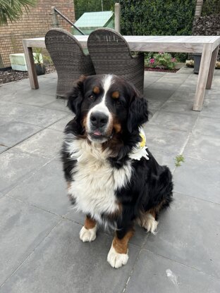 Sunflower Bandana