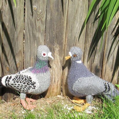 My Pet Pigeons