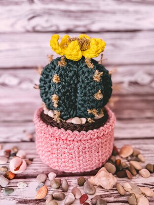 Basket cactus