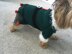 Christmas Elf Dog Costume