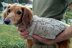 Banjo Cable Mini Doxie Sweater