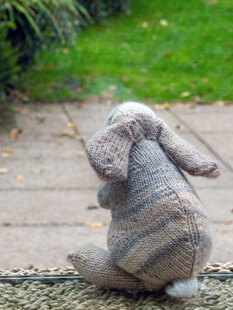 Holland Lop Rabbit