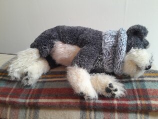 Schnauzer Puppy