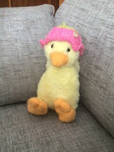 Baby duck