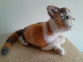 Calico Cat
