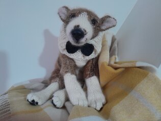 Fawn Brindle Whippet Puppy