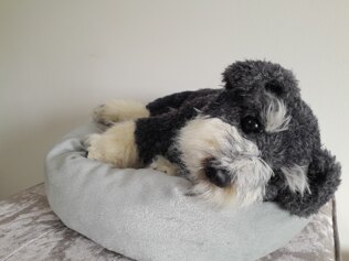 Schnauzer Puppy