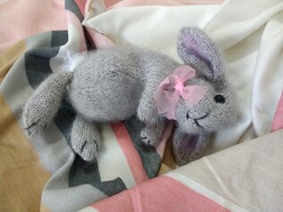 Holland Lop